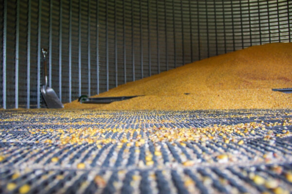 corn inside a grain bin