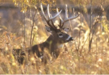 Crop harvest, breeding season, cool weather have Iowa deer on the move