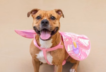 Do Iowans’ pets really want to be dressed up for Halloween?