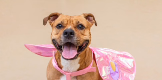 Do Iowans’ pets really want to be dressed up for Halloween?