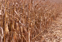 Crop condition dips slightly as Iowa farmers face another wet week
