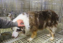 USDA Challenges Animal Welfare Lawsuit in Court