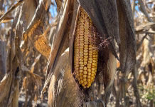 Corn and soybean quality holding up in some areas