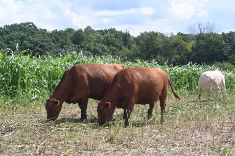 cows grazing cover crops.jpg
