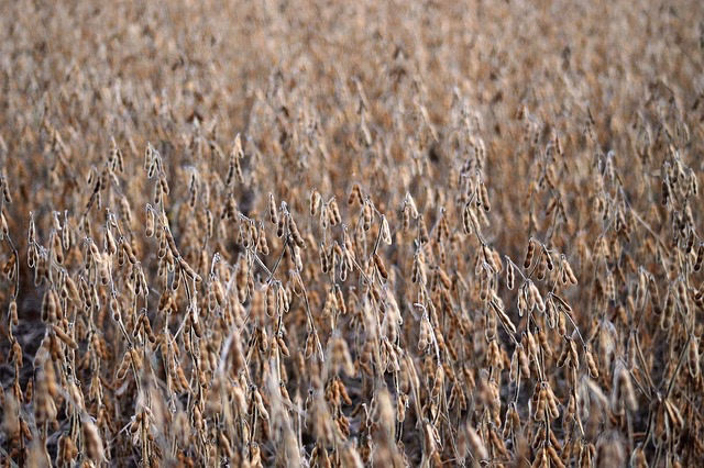 crops-6744723_640