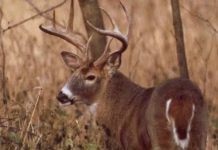 Cooler Weather Brings New Opportunities for Iowa Deer Hunters