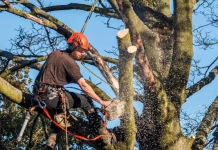 Ottumwa Reminds Property Owners to Trim Trees and Shrubs