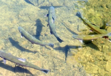 Iowa DNR Announces Fall Trout Stocking Schedule
