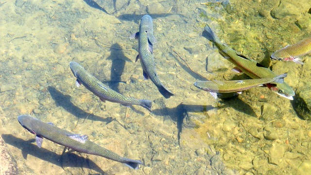 trout-953012_640