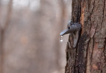 Iowa State Extension Offers Maple Syrup Guide