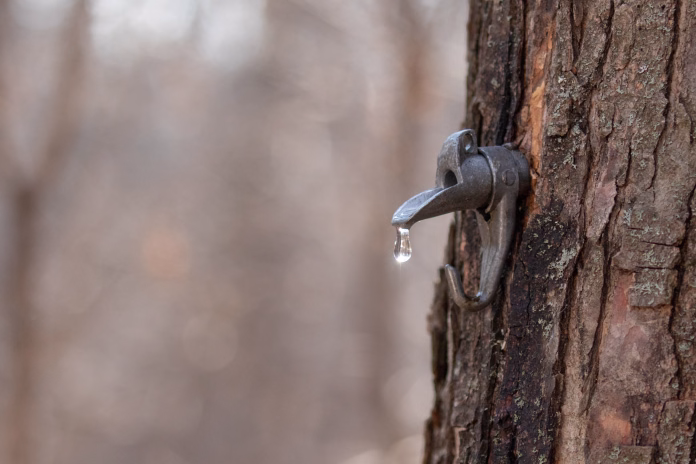 Maple sap spile, bucket, dripping sap taken in southern MN